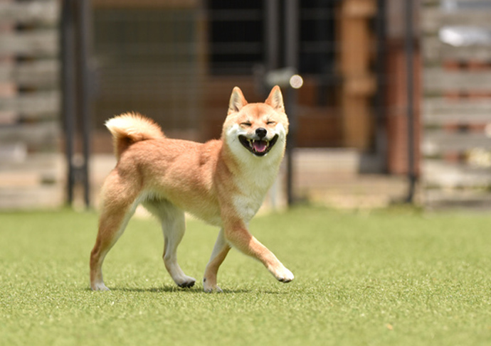 【特集】雑草が生えない人工芝