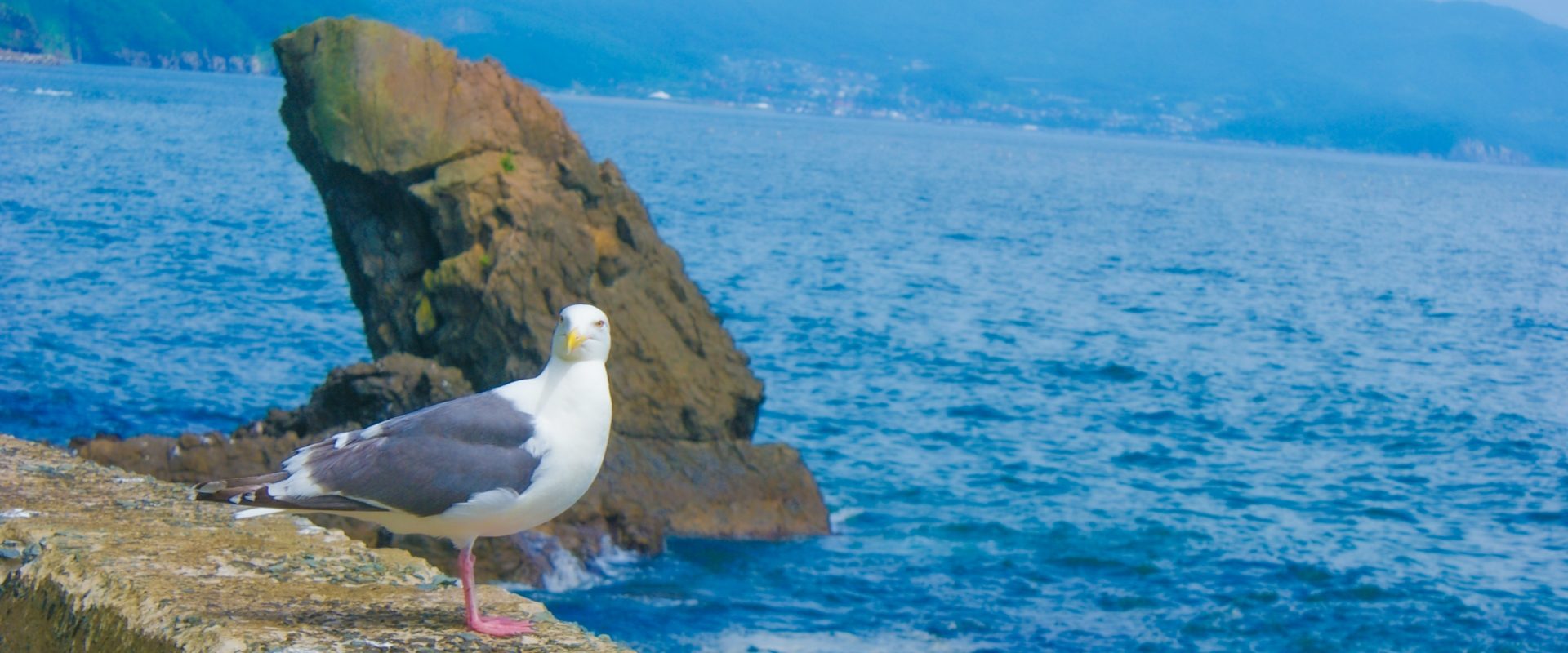 沿岸部